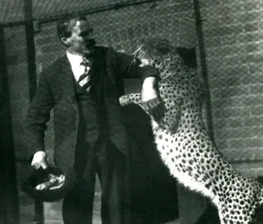 Gardien Charles Dixon avec un guépard joueur au Zoo de Londres, octobre 1922